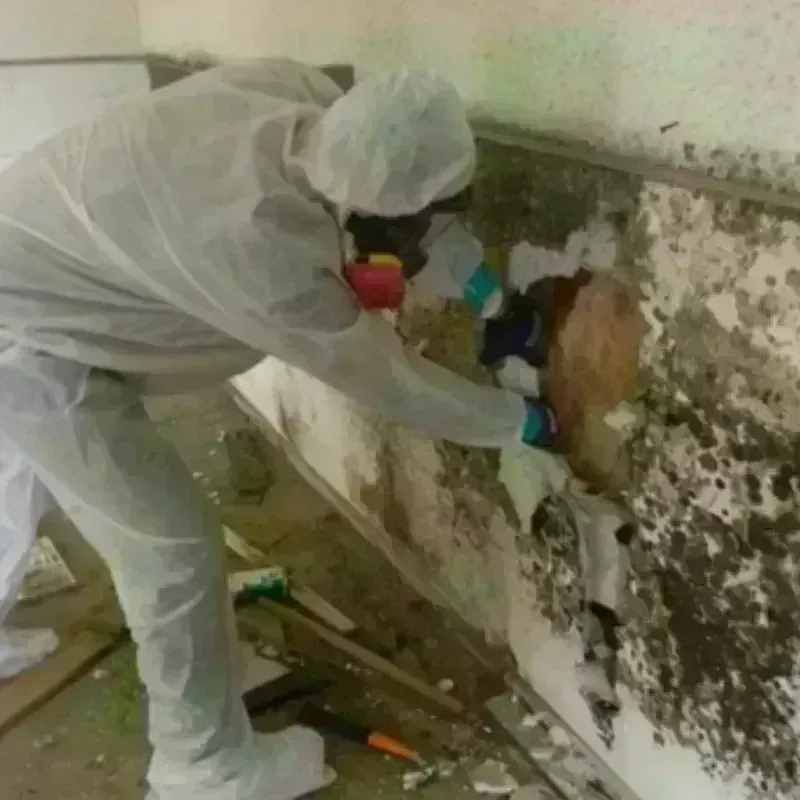 Mold Remediation and Removal in New Hempstead, NY